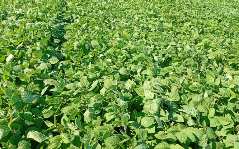 Соя культурная