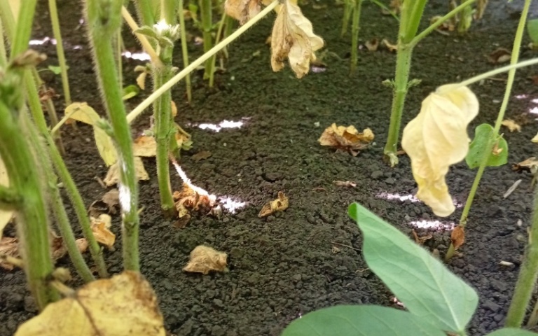 Соя культурная